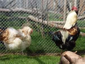 Two salmon faverolles chickens in a grassy field for found a baby bird article