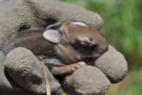 I Found a Baby Rabbit! Now What? - Rebecca Lexa, Naturalist