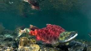 Two large red-colored male sockeye salmon n the gravel bottom of a stream for article on invasive species and climate change