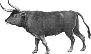 A line drawing of a large bovine with long horns for post on sea mink