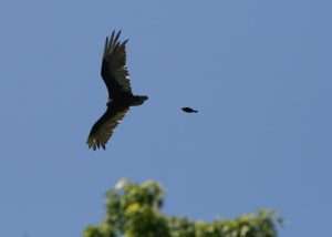 Red-winged blackbird in hot pursuit of a turkey vulture for article on why small birds chase large birds