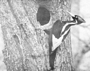 Black and white photo of a male ivory-billed woodpecker perched on the side of a tree 