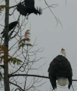 Two crows harassing a perched bald eagle for article on why small birds chase large birds