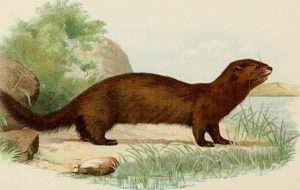 Old illustration of an American mink in oil paints for sea mink post
