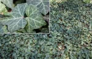 A thick layer of green ivy leaves, with an inset showing a detail of the heart-shaped leaves for article on invasive species and climate change