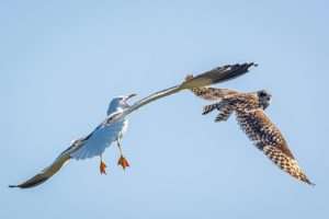 A white gull chases after a fleeing brown owl for article on why small birds chase large birds