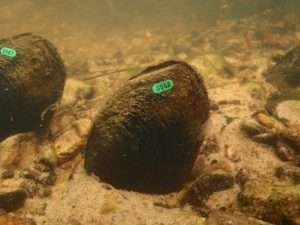 Photo of two shellfish with green tags on them on the sandy bottom of a stream for post on ivory-billed woodpecker