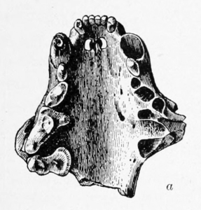 illustration of the underside of the upper jaws and palate of a sea mink skull