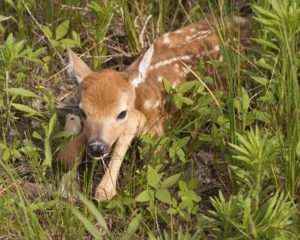 Photo of a small brown fawn with white spots in the grass for found a baby deer article