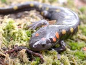 Photo of a black salamander with orange spots on green moss for article on photosynthetic animals