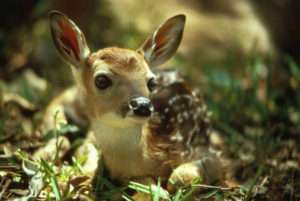 Small brown deer with white spots sitting on the forest floor for found a baby deer article