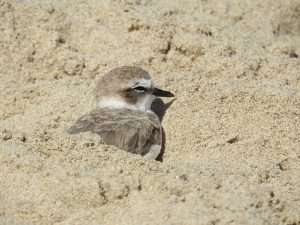 Western snowy plover sleeping on a beach for fireworks harm nature article