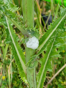 A small white glob of foam on a green plant stem for spittlebugs article
