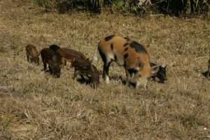 A brown and white spotted feral pig with several brown piglets for acclimatization societies article