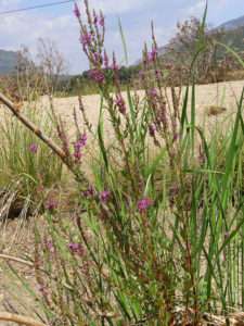 A photo of a green plant with purple flowers on a sandy beach for article on removing invasive species