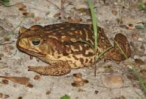 Brown cane toad speckled with tan for article on removing invasive species