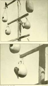 A black and white photo showing several hollowed gourds being used as purple martin nests