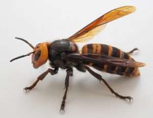 Photo of a large yellow and black hornet on a white background for murder hornet article