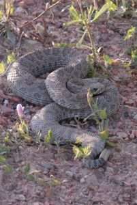 A brown prairie rattlesnake curled up amid flowers for hero dog article