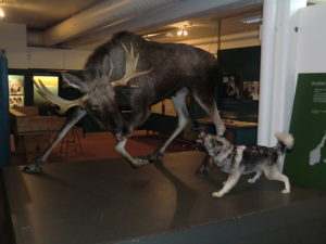 Image of a taxidermy Norwegian elkhound chasing a taxidermy moose for hero dog article