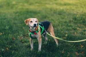 A brown and black dog with a green harness and leash for hero dog article
