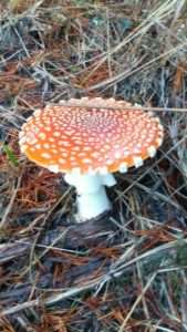 A bright red mushroom with white spots for old bold mushroom hunter article