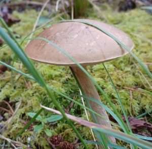 A brown mushroom growing in a field of green moss for article on old bold mushroom hunter