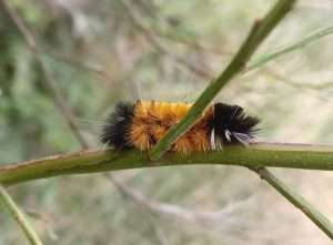 A picture of a black and red spotted tussock moth caterpillar displaying its white hair tufts on a green twig for article on foraging classes online