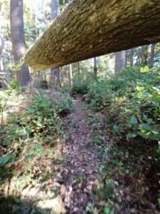 A path passing under a fallen hemlock tree in a conifer forest with lots of shrubs on either side for article on foraging classes online