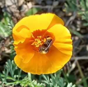 A bright orange California poppy with a yellow-faced bumblebee gathering nectar for article on foraging classes online