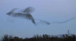 Thousands of starlings create a twisting turning flock for bird flight formations article