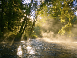 A clear freshwater creek flows through a green forest with sunbeams shining through the trees for article on how I love nature