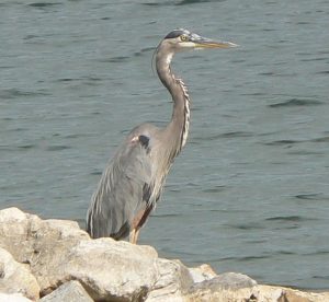 Image of a great blue heron standing on the edge of a river for article on why birds are missing