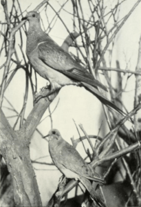 Black and white photo showing a passenger pigeon and a mourning dove in the same tree for article on why birds are missing