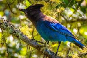 Picture of a blue Steller's jay with a black head sitting on a mossy branch for article about how birds are missing