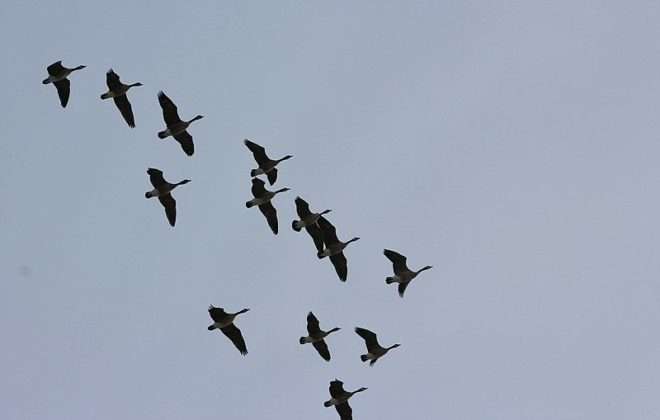 Geese in Vs, Starling Murmurations, and Other Bird Flight Formations ...