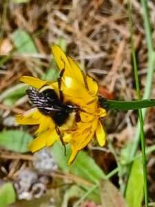 Photo of a bumblebee on a cat's ear flower for article on plant blindness