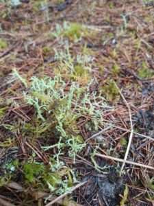A bunch of tiny green Cladonia lichens on a forest floor for article on how I love nature