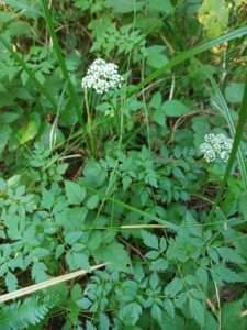 A plant community including water hemlock, slough sedge, and deer fern