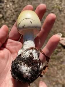 A small white death cap mushroom in a person's hand for article on how to handle poisonous mushrooms