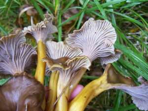 A handful of yellowfoot mushrooms