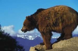 A large brown bear standing on a rock with a blue sky and snowy mountain peaks behind it for article on dangerous animals