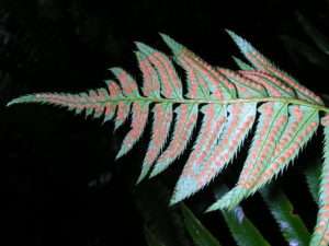Underside of sword fern leaves showing little brown spots full of spores