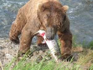 A large brown bear carries a chum salmon away from a river for article on why forests need salmon