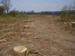 A picture of a dry, barren piece of land with nothing but tree stumps and a few loose twigs after a clearcut event for article on environmental generational amnesia