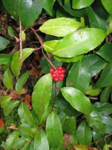 Bright red berry cluster amid large, leathery greenleaves for article on basal angiosperms