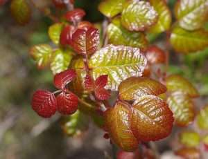 Shiny red and green triplet leaves of poison oak for article on how to handle poisonous mushrooms