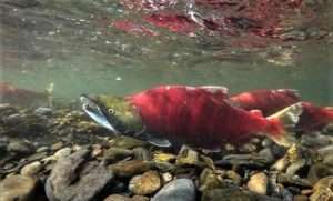 A large male chinook salmon displays his bright red body and hooked jaws for article on why forests need salmon