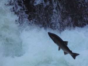 A coho salmon leaps up a waterfall for article on why forests need salmon