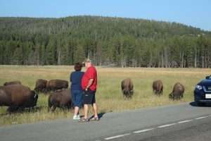Two tourist dangerously close to a herd of bison for article on dangerous animals